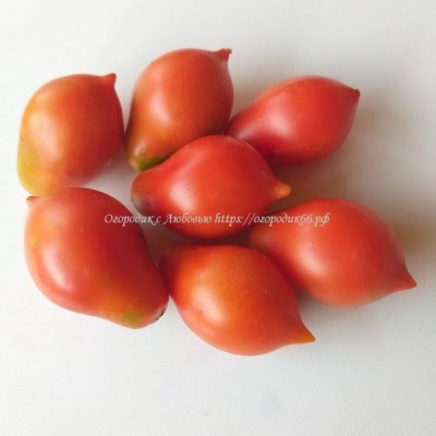 Особенности выращивания томатов Весенняя капель